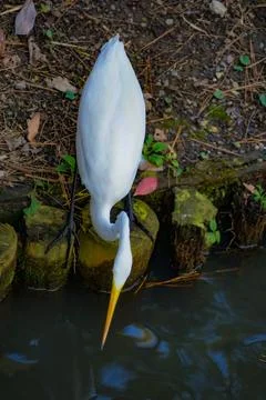 Image of heron on the riverside Stock Photos