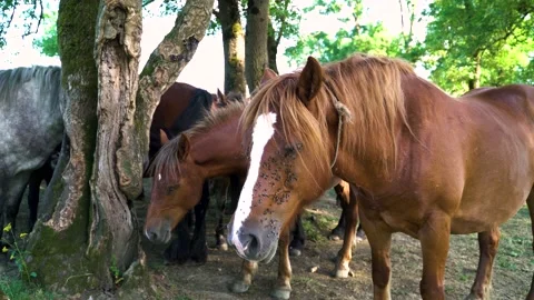 Image of horse full of flies resting at the shadow Video stock 139060399
