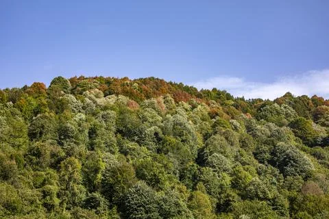An image of the huge forest which seems a little bit yellow during summer. With Foto stock