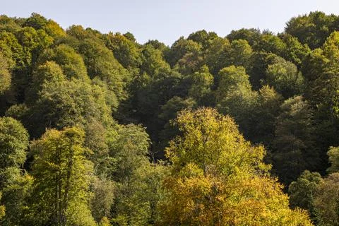 An image of the huge forest which seems a little bit yellow during summer. With Stock Photos