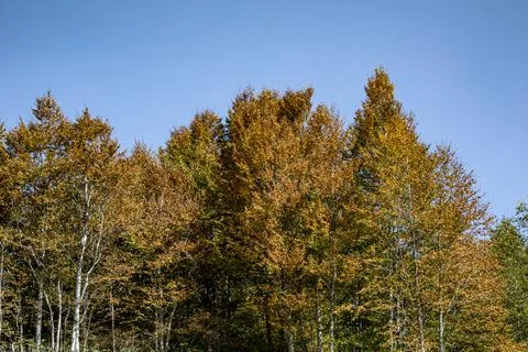 An image of the huge forest which seems a little bit yellow during summer. With Stock Photos