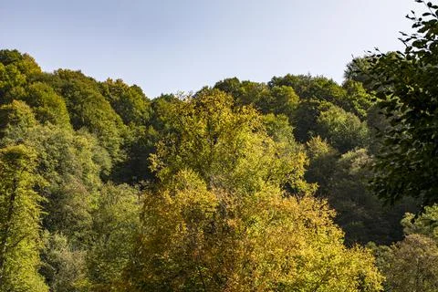 An image of the huge forest which seems a little bit yellow during summer. With Stock-Fotos