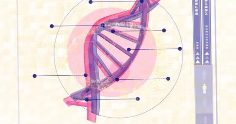 Image of human brain over dna strand spinning 스톡 일러스트