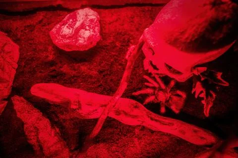 An image of a human skull on a sand Stock Photos