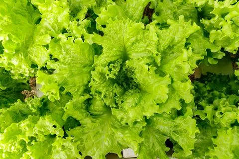 Image of hydroponic, vegetable crisp lettuce, highlighting its green color an Foto stock