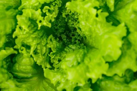 Image of hydroponic, vegetable crisp lettuce, highlighting its green color an Stock Photos