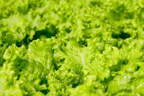 Image of hydroponic, vegetable crisp lettuce, highlighting its green color an Foto stock