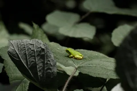 Image of Hyla versicolor, a tiny tree frog on a tree leaf in Maryland. Stock Photos
