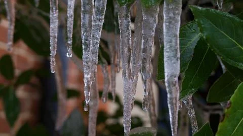 Image of icicles hanging from bay tree in winter on bright day Stock Photos