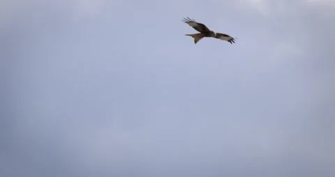 An Image Illustrating Bird Migration Across Muted Sky Emphasizing Longdistance T Stock Footage 335579334