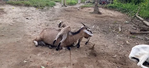 Image Indian animals Stock Footage 118485171