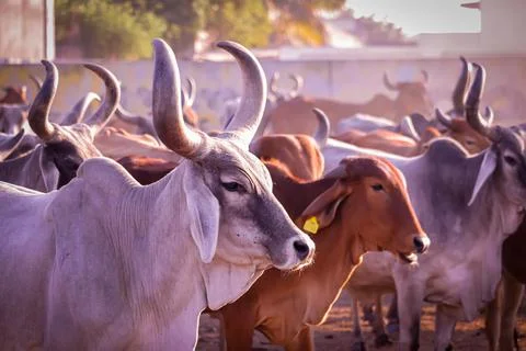 Image of Indian Cows in the city of Rajasthan India,agriculture industry, far Stock Photos