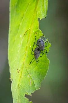 Image of insect on a green leaf. Bug Stock Photos