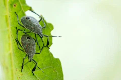 Image of insect on a green leaf. Bug Stock Photos