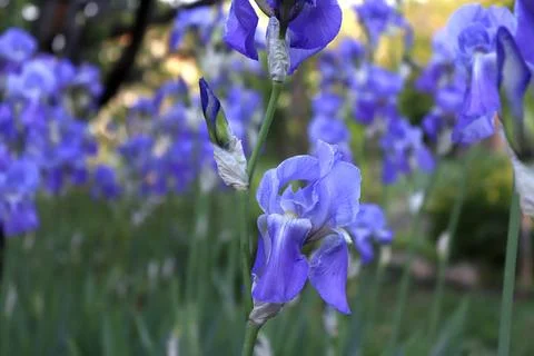 Image of an iris flower on the background of a flower bed. Stock-Fotos