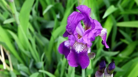 Image of iris flower field background Stock Footage 131369994