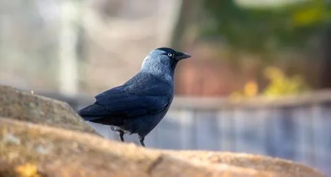 Image of a jackdaw with blurred background Stock Photos