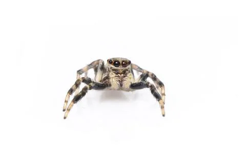 Image of jumping spider isolated on white background. Insect Animal. Stock Photos