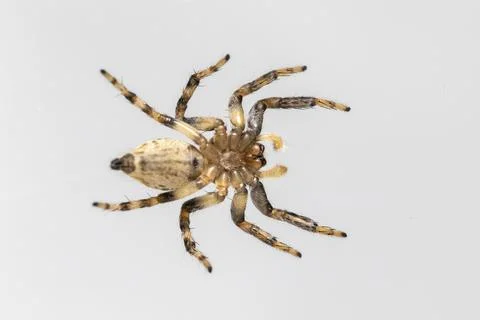 Image of jumping spider isolated on white background. Insect Animal. Stock Photos