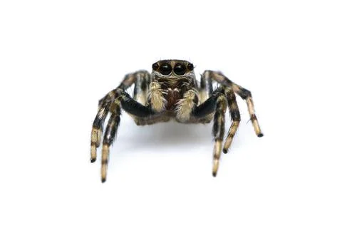 Image of jumping spider isolated on white background. Insect Animal. Stock Photos