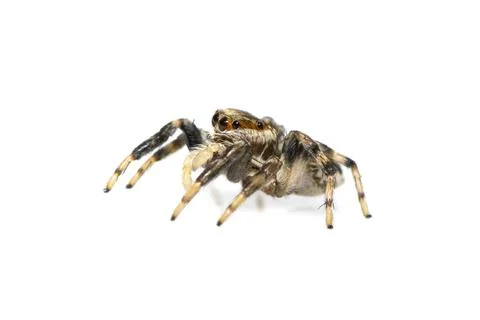 Image of jumping spider isolated on white background. Insect Animal. Stock Photos