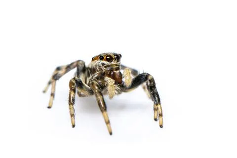 Image of jumping spider isolated on white background. Insect Animal. Stock Photos