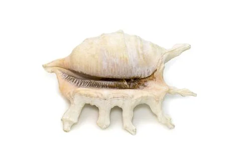 Image of lambis scorpius sea shell, common name the scorpion conch or scorpio Stock Photos