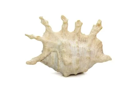 Image of lambis scorpius sea shell, common name the scorpion conch or scorpio Stock Photos