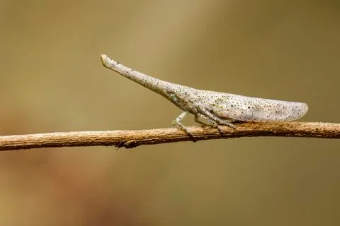 Image of lantern bug or zanna sp on the branches on a natural background.. In Stock Photos