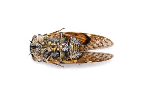 Image of large brown cicada insect isolated on white background. Insects. Stock Photos