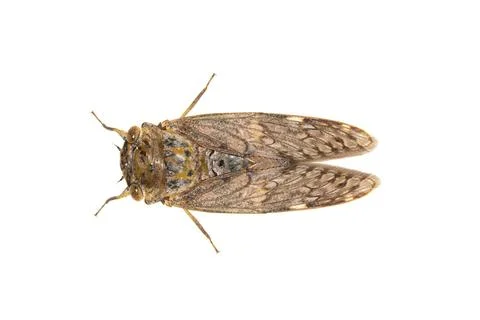 Image of large brown cicada insect isolated on white background. Insects. Stock Photos