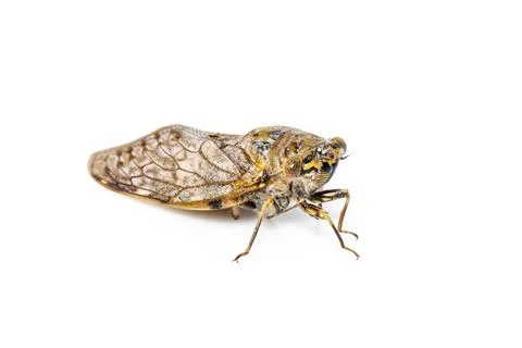 Image of large brown cicada insect isolated on white background. Insects. Stock Photos