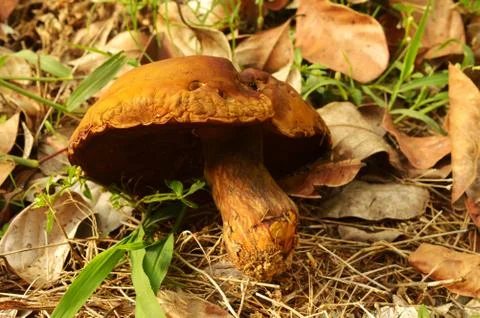 Image of a large dead mushroom on the forest floor. A mushroom or toadstool i Stock Photos