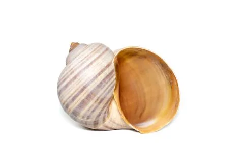 Image of large empty ocean snail shell on a white background. Undersea Animal Foto stock