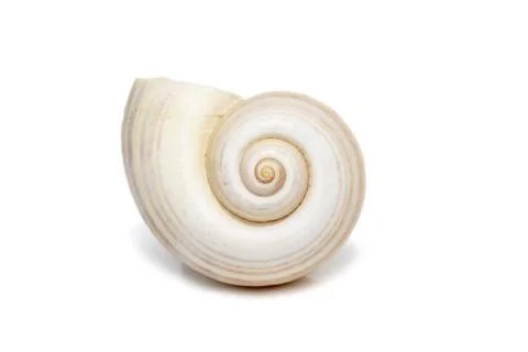 Image of large empty ocean snail shell on a white background. Undersea Animal Stock Photos