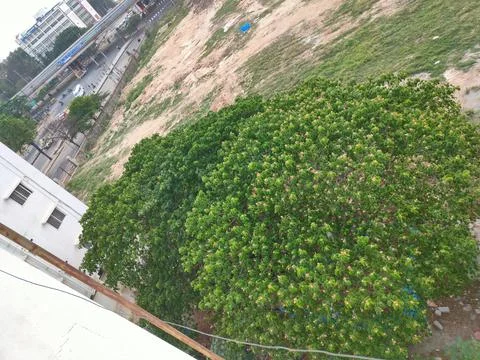Image of a large green tree on ground side from top of a building Stock Photos