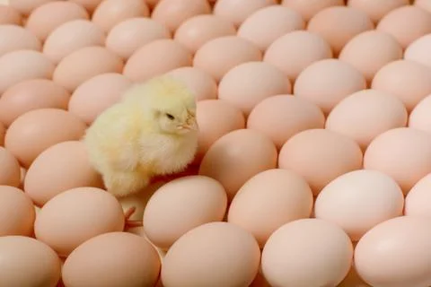 Image of a large group of chicken eggs and one newborn chicken among it. Stock Photos