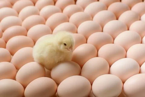 Image of a large group of chicken eggs and one newborn chicken among it. Stock Photos
