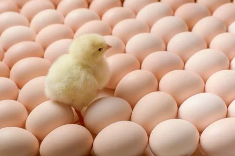 Image of a large group of chicken eggs and one newborn chicken among it. Stock Photos