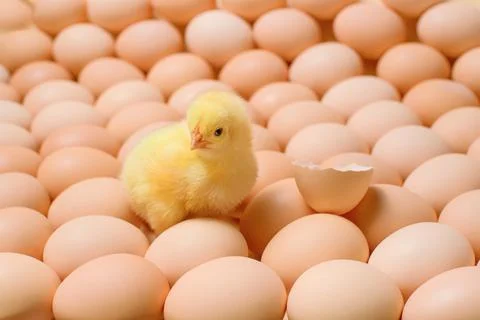 Image of a large group of chicken eggs and one newborn chicken among it. Stock Photos