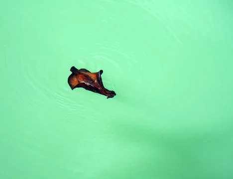 Image of a large sea hare or Aplysia Fasciata Stock Photos