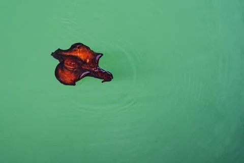 Image of a large sea hare or Aplysia Fasciata Stock Photos