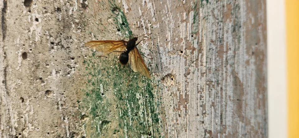 Image of large wasp with rustic background Stock Photos