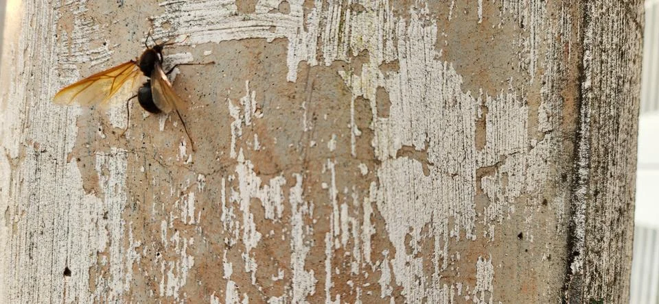 Image of large wasp with rustic background Stock Photos