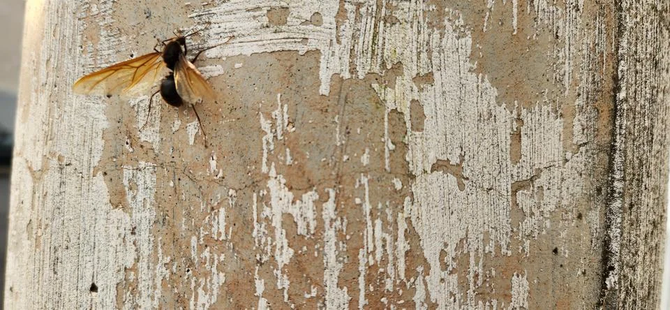 Image of large wasp with rustic background Stock Photos