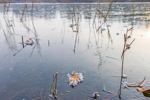 Image of a leaf covered with ice crystals on a frozen lake during the day Stock-Fotos