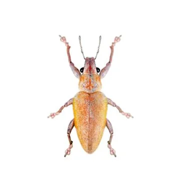 Image of Leaf Eating Weevil (Hypomeces squamosus) isolated on white backgroun Stock Photos