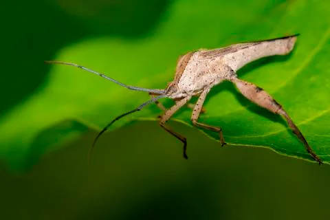 Image of a Leaf-footed bugs on green leaves. Insect Animal Stock Photos