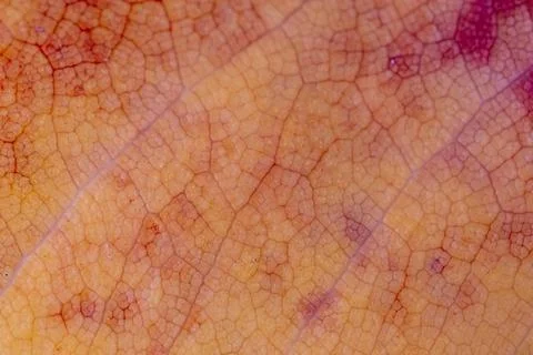 The image is of a leaf with a red and brown color Stock-Fotos