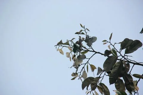 Image of leaf shoots of a tea mistletoe plant Stock Photos